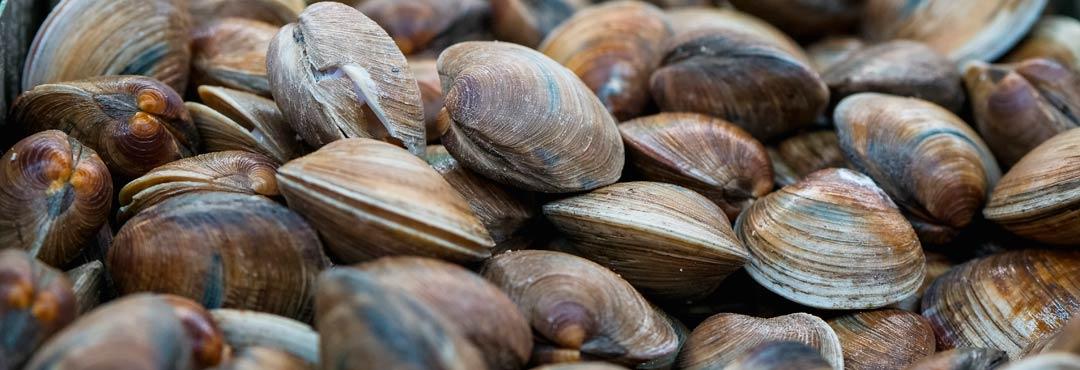 Comida típica de España almejas en cazuela a la marinera