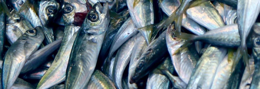 Comida típica de España bocartes a la cazuela al estilo de cantabria