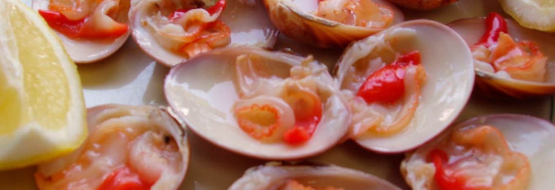 Comida típica de España conchas finas de malaga