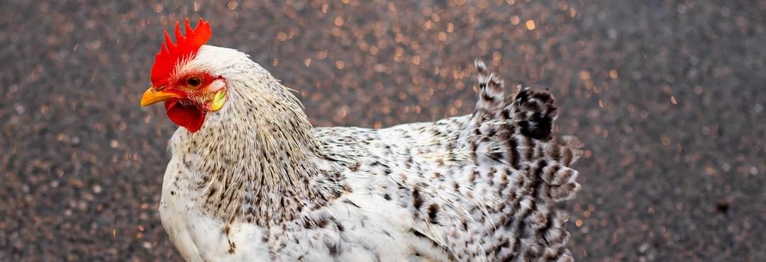 Comida típica de España gallina en pepitoria