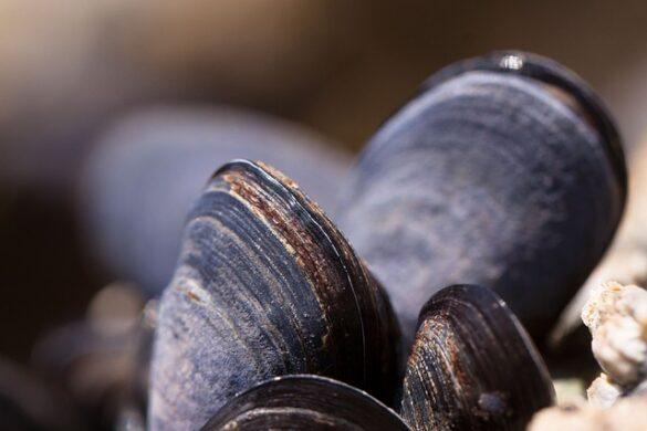Comida típica de España conchas finas de malaga mar autentica en tu boca 1