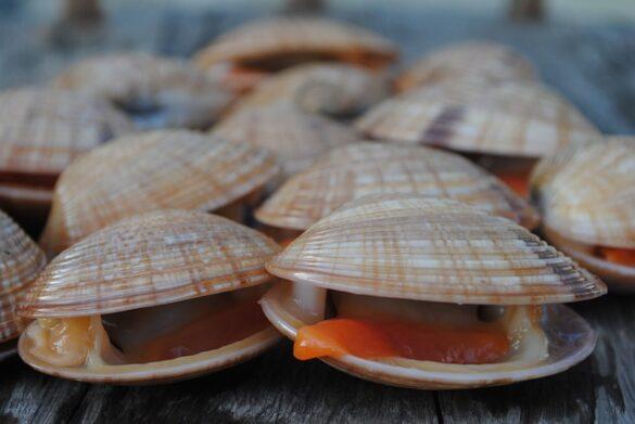 Comida típica de España conchas finas de malaga mar autentica en tu boca 3