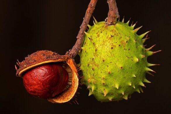 Comida típica de España frutos secos en espana mucha energia y excelentes para controlar el peso 4