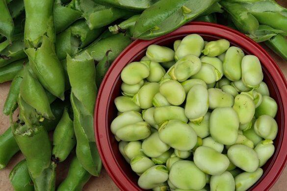 Comida típica de España habas enzapatas con poleo y con las manos 1
