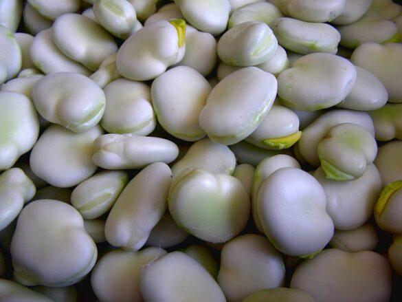 Comida típica de España habas enzapatas con poleo y con las manos 2