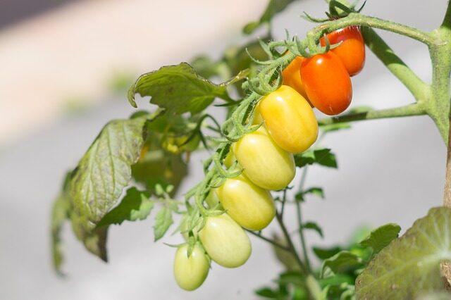 Comida típica de España la dieta mediterranea su influencia en los platos tipicos de espana 4