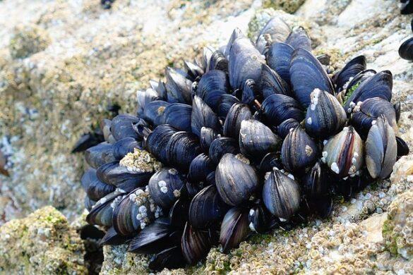 Comida típica de España lapas de fuerteventura unicas en el mundo entero 3