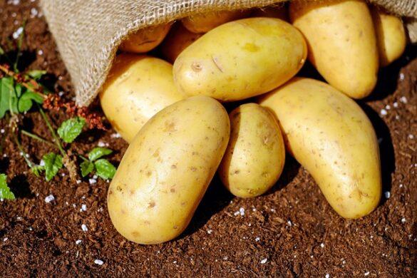 Comida típica de España patatas a lo pobre solas o en compania que ricas estan 2